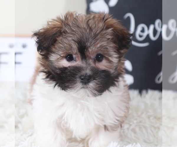 Medium Photo #1 Havanese Puppy For Sale in MOUNT VERNON, OH, USA