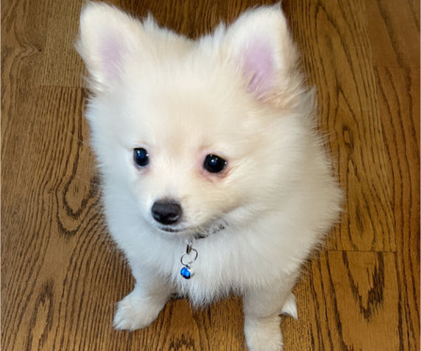 Medium Photo #7 Pomeranian Puppy For Sale in COLUMBIA, MO, USA