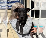 Small Photo #2 Labrador Retriever-Unknown Mix Puppy For Sale in Elmsford, NY, USA