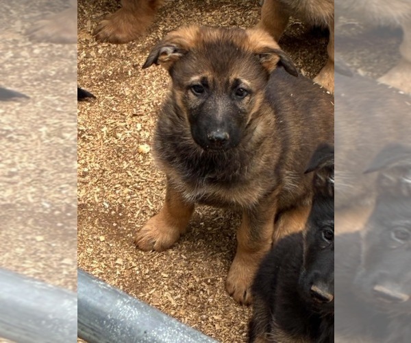 Medium Photo #2 German Shepherd Dog Puppy For Sale in NEWVILLE, PA, USA