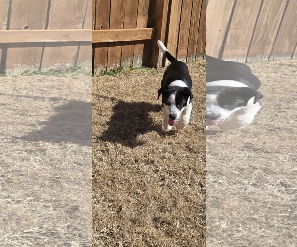 Medium Photo #5 Border Collie Puppy For Sale in Rosenberg, TX, USA