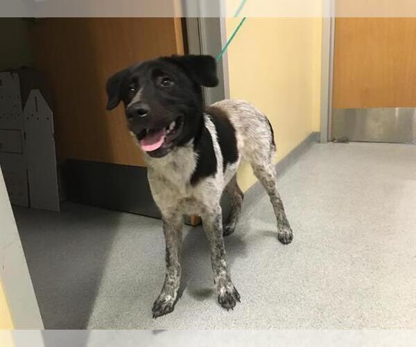 Medium Photo #1 Border Collie-Unknown Mix Puppy For Sale in Orange, CA, USA