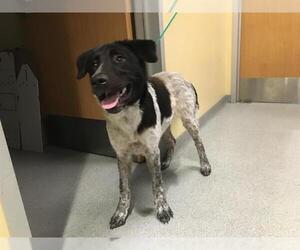 Border Collie-Unknown Mix Dogs for adoption in Orange, CA, USA