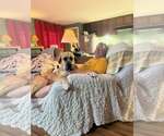 Small #1 Great Pyrenees Mix
