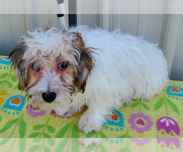 Medium Photo #1 Havanese Puppy For Sale in Mountain View, MO, USA