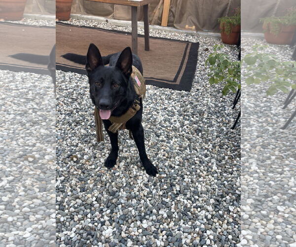 Medium Photo #1 German Shepherd Dog-Unknown Mix Puppy For Sale in Woodland, CA, USA