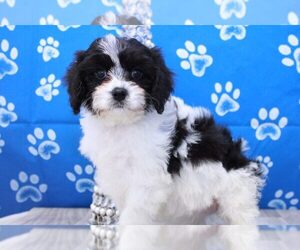 Cavachon Puppy for sale in MARIETTA, GA, USA