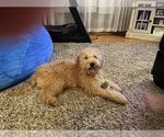 Small Photo #5 Goldendoodle (Miniature) Puppy For Sale in PALOS HEIGHTS, IL, USA