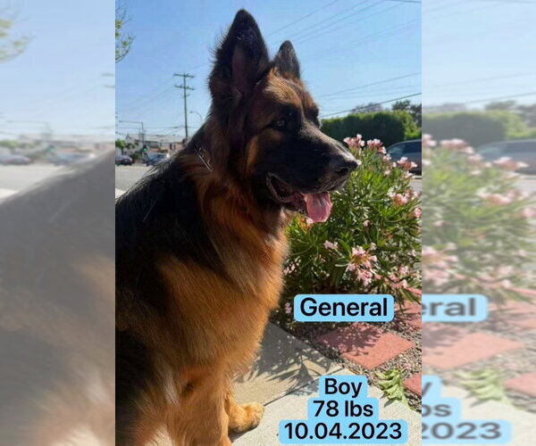 Medium Photo #2 Mutt Puppy For Sale in West Hollywood, CA, USA