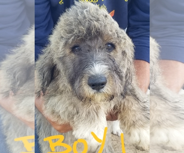 Medium Photo #9 Pyredoodle Puppy For Sale in PAWNEE, OK, USA