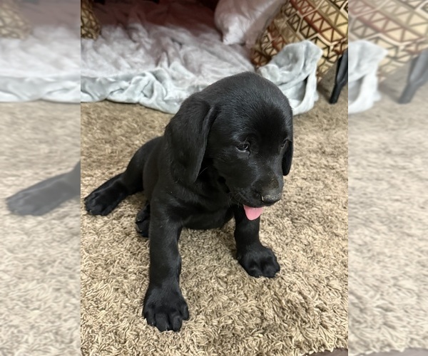 Medium Photo #2 Labrador Retriever Puppy For Sale in WADDELL, AZ, USA