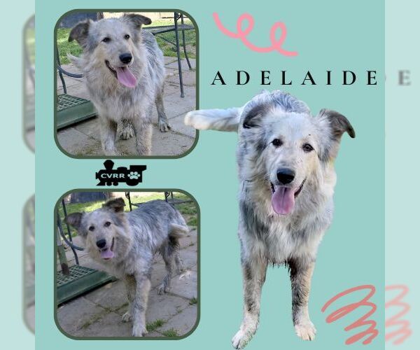 Medium Photo #1 Australian Shepherd-Collie Mix Puppy For Sale in Lindsay, CA, USA