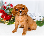Puppy Joy Cavalier King Charles Spaniel