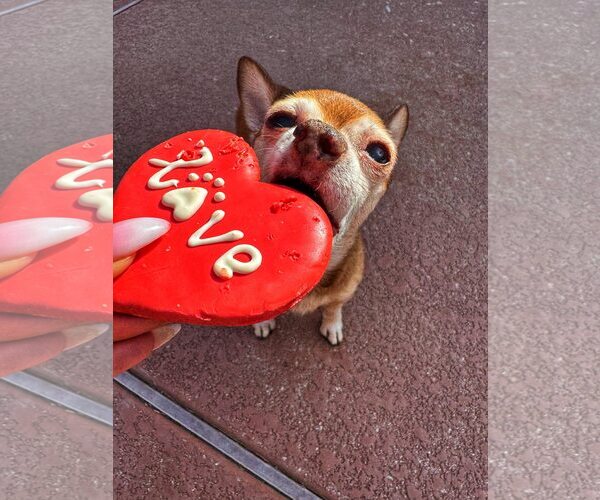 Medium Photo #5 Chihuahua-Unknown Mix Puppy For Sale in Tempe , AZ, USA