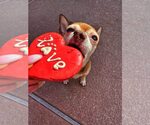 Small #4 Chihuahua Mix