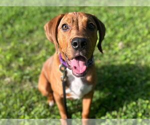 Plott Hound-Redbone Coonhound Mix Dogs for adoption in Cookeville, TN, USA