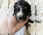 Small #9 Bernedoodle