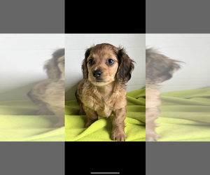 Dachshund Puppy for sale in NILES, MI, USA