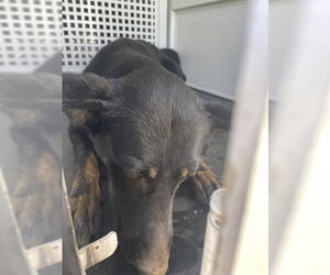 German Shepherd Dog-Unknown Mix Dogs for adoption in Riverside, CA, USA