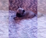 Small Photo #12 Pomeranian Puppy For Sale in CORYDON, IN, USA