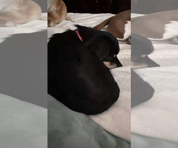 Medium Photo #3 Chiranian Puppy For Sale in Holly Springs, NC, USA