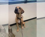 Small #1 Great Dane
