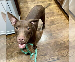 Labrador Retriever-Unknown Mix Dogs for adoption in Boston, MA, USA