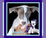 Small Photo #1 American Pit Bull Terrier-Unknown Mix Puppy For Sale in Fresno, CA, USA