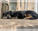 Small Photo #15 Mutt Puppy For Sale in Philadelphia, PA, USA