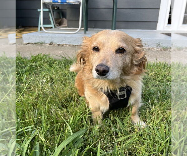 Medium Photo #2 Spaniel-Unknown Mix Puppy For Sale in Chico, CA, USA
