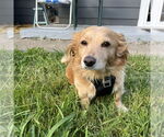 Small #1 Spaniel Mix