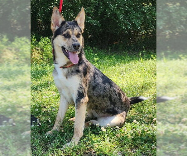 Medium Photo #1 Australian Shepherd-German Shepherd Dog Mix Puppy For Sale in Wetumpka, AL, USA