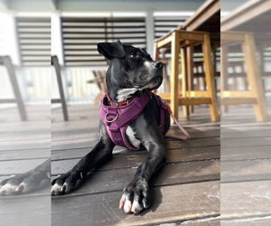 Rosie - Female Boxer-Unknown Mix Dog for Adoption - Photo #17
