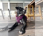 Small Photo #17 Boxer-Unknown Mix Puppy For Sale in Sanford, FL, USA