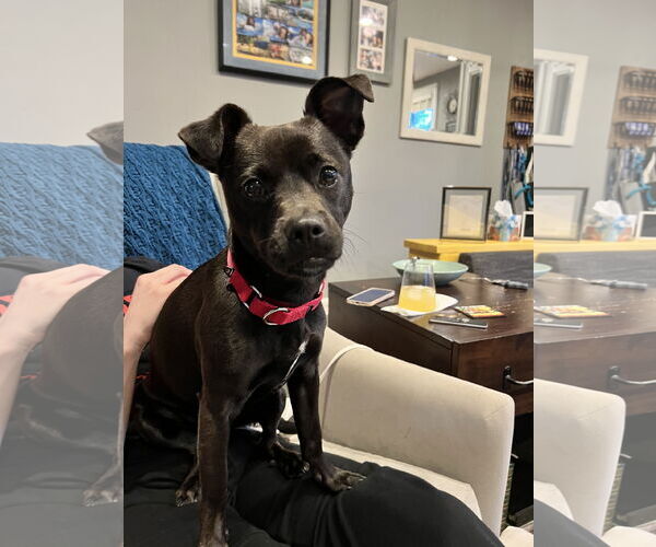 Medium Photo #18 Mutt Puppy For Sale in Philadelphia, PA, USA