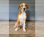 Small #3 Beagle Mix