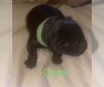 Small Photo #5 Labrador Retriever Puppy For Sale in JUNCTION CITY, OR, USA