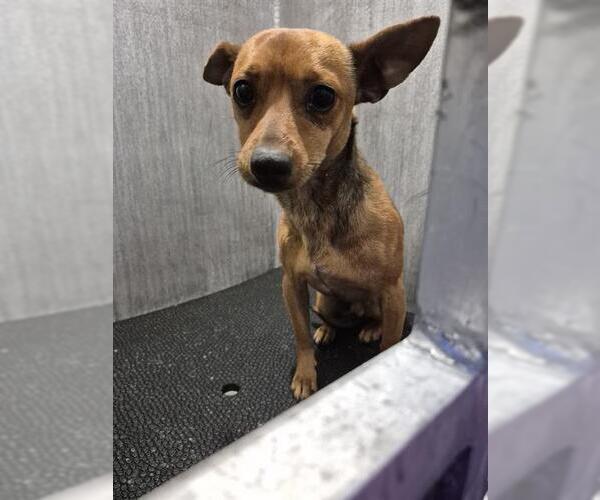 Medium Photo #1 Chihuahua Puppy For Sale in San Antonio, TX, USA