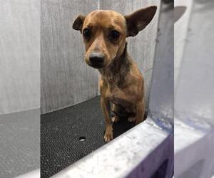 Chihuahua Dogs for adoption in San Antonio, TX, USA