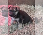 Small German Shepherd Dog