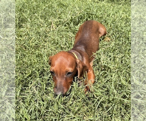 Medium Photo #2 Dachshund Puppy For Sale in SAN BERNARDINO, CA, USA