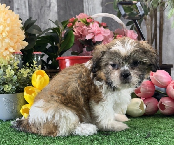 Medium Photo #4 Shih Tzu Puppy For Sale in CANOGA, NY, USA