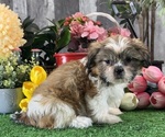 Small #3 Shih Tzu