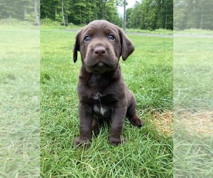 Labradinger-Labrador Retriever Mix Puppy for sale in ATLANTIC MINE, MI, USA