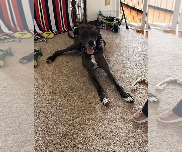 Medium Photo #2 Great Dane Puppy For Sale in Bullard, TX, USA