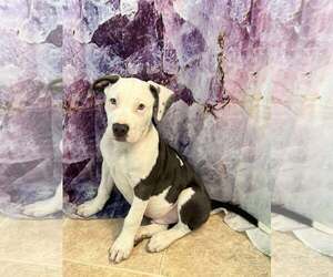 Mutt Dogs for adoption in Waterloo, IA, USA