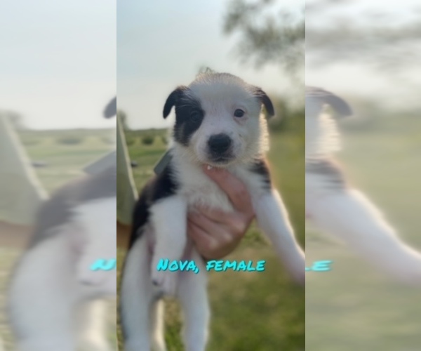 Medium Photo #4 Border Collie Puppy For Sale in BUCKLIN, MO, USA
