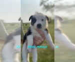 Small Photo #4 Border Collie Puppy For Sale in BUCKLIN, MO, USA