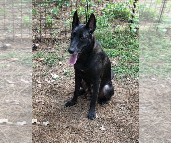 Medium Photo #3 Mutt Puppy For Sale in New York, NY, USA