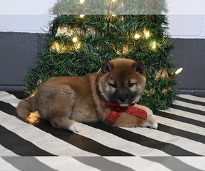 Shiba Inu Puppy for sale in DUNDEE, OH, USA
